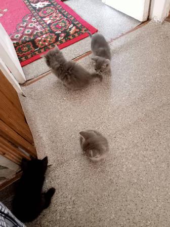 Отдам даром котят