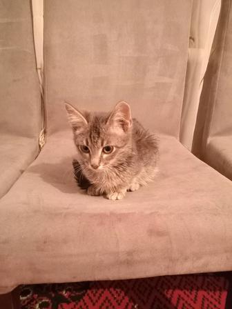 Отдам даром котят