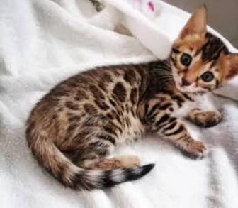 Продам шикарных котят бенгалов шоу класса с полным пакетом документов