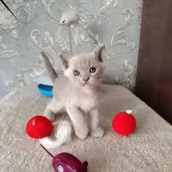 Бурма кошка