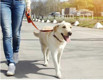 Выгуливание собак