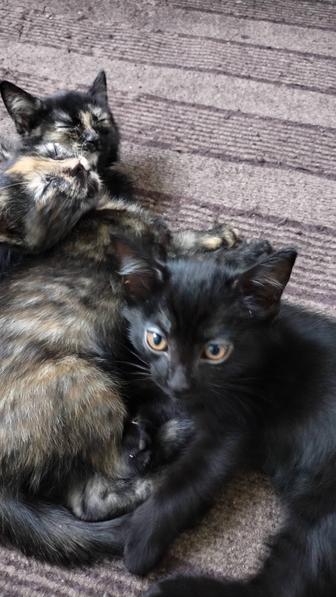 Котята 2 месяца, отдадим в новые семьи.Приучены к лотку,здоровые,охотники.