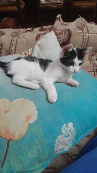 Отдам котика- 3,5 месяца. В добрые руки.