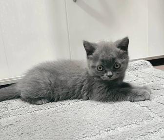 Продам котенка британской короткошерстной