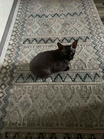 Отдам кота в хорошие руки
