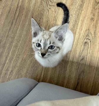 Отдам котенка в добрые руки