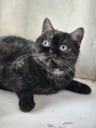 Красивая молодая кошечка с голубыми глазами