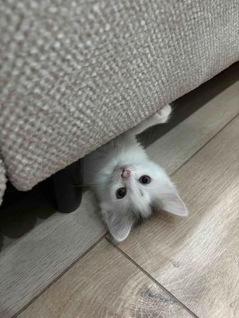 Отдам котенка (девочку) в хорошую руку