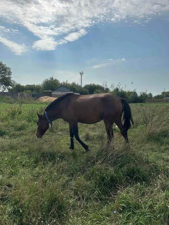 Кобыла с жеребенком