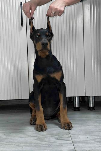 Щенки добермана