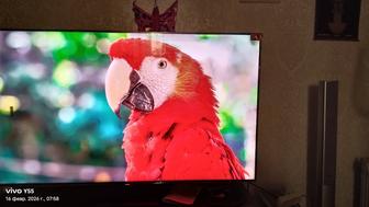 Продам новый в упаковке телевизор премиум класса TCL 55 C765