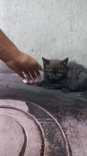 Дарю красивых котят