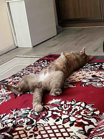 Домашний кот, к лотку и еде привык, отдам в хорошие руки