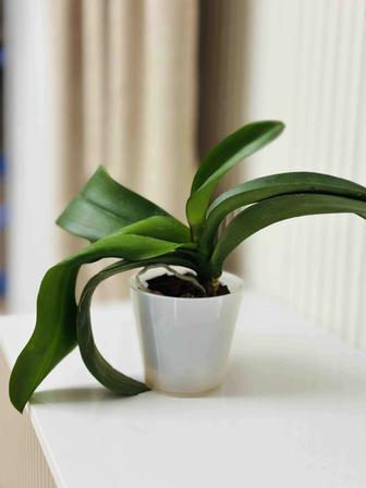 Орхидея розовая