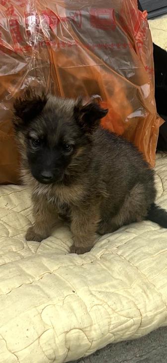 Ищу дом для щенка