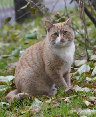Кот ищет дом