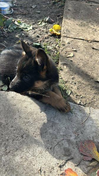 Продам Немецкая овчарка щенок