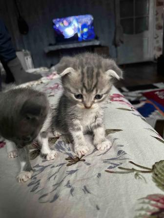 Котята