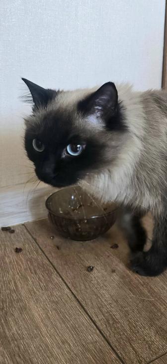 Кошка ищет дом