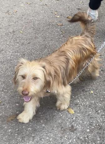 Отдам в добрые руки собаку