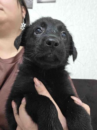 Отдадим щенков метисов