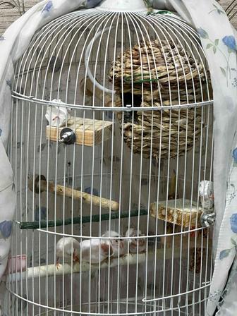 Продаются амадины