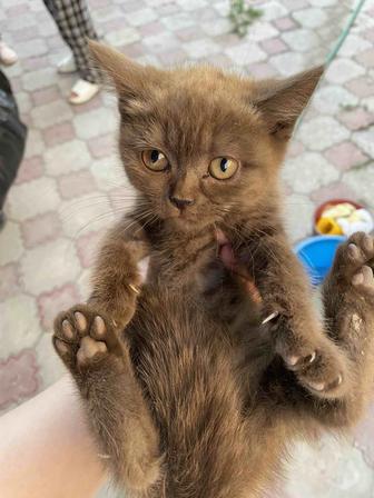 Котята 3 месяца