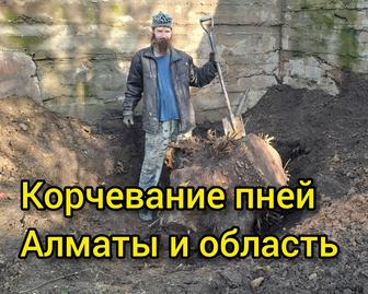 Корчевание пней. Убрать пень.