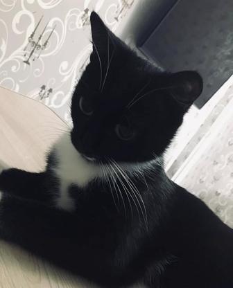 Отдам в добрые руки кошку ,2года