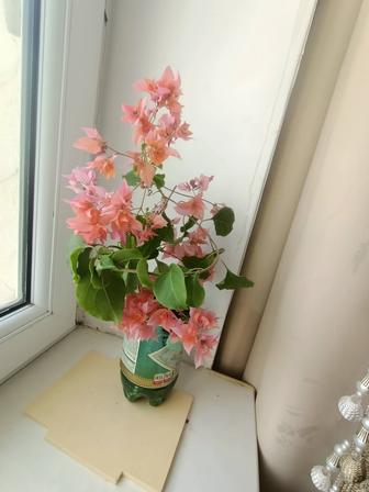 Продается комнатные цветы
