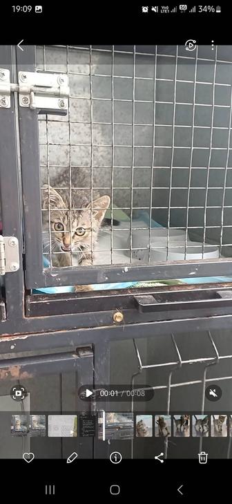 Кошечка ищет дом