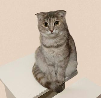 Кошки