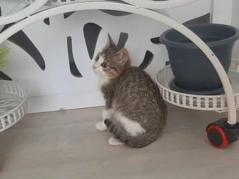 Отдам даром котят