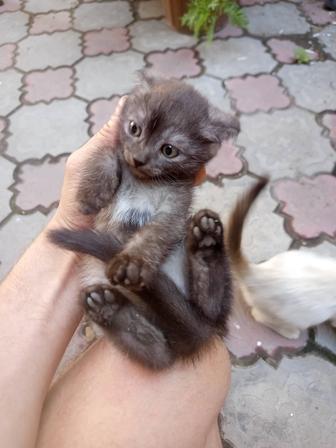 Отдам котят в хорошие руки