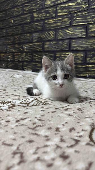 Отдам котенка