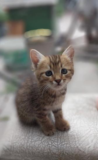 Отдам котенка