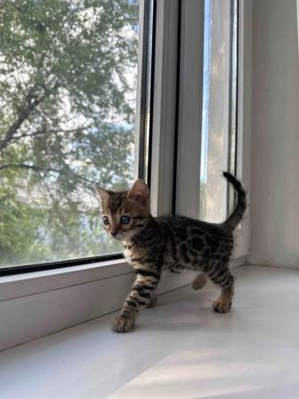 Бенгальский котенок ( девочка)