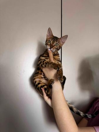 Бенгальский котенок ( девочка)