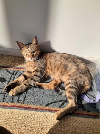 Продам кота