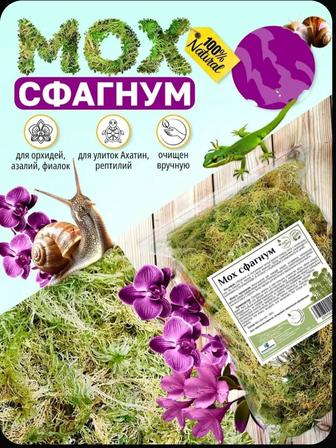 Мох сфагнум живой