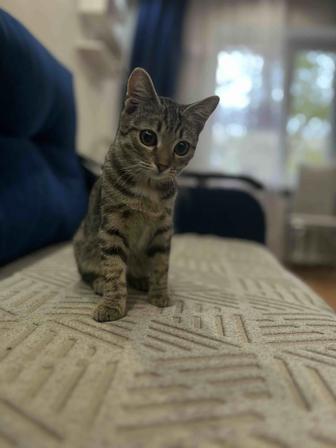 Котенок (мальчик ) потерял дом