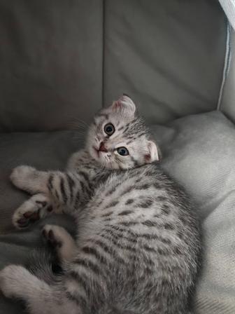 Продам котенка