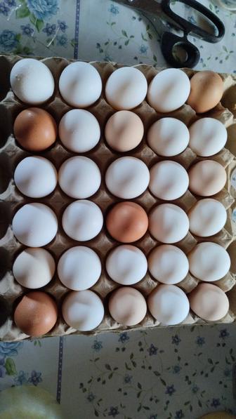 Продам домашние яйца с доставкой