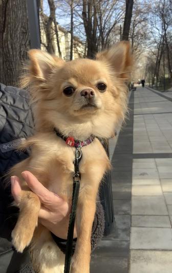 мальчик чихуахуа