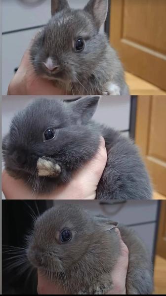 Декоративные кролики