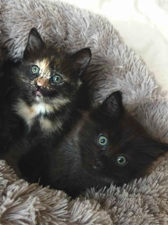 Дарю котят