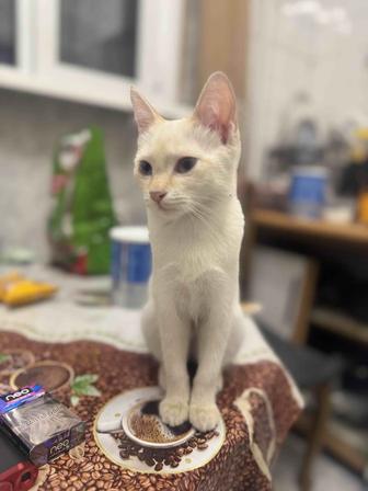 Отдам котенка в хорошие руки