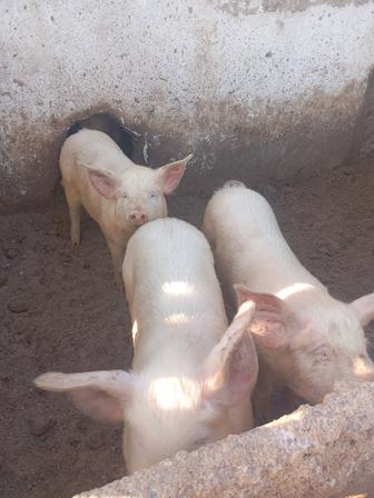 Продам двух свинок 4 месяца