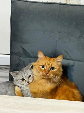 Продаю кошку в добрые руки