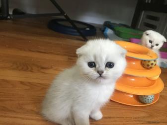Шотландский вислоухий белая
